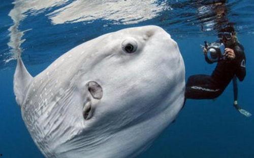 国产人工养殖翻车鱼视频,国产养殖技术的突破与创新