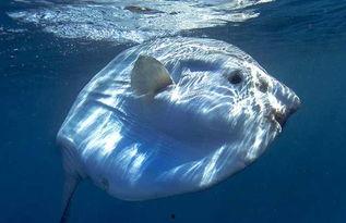 国产人工养殖翻车鱼视频,国产养殖技术的突破与创新