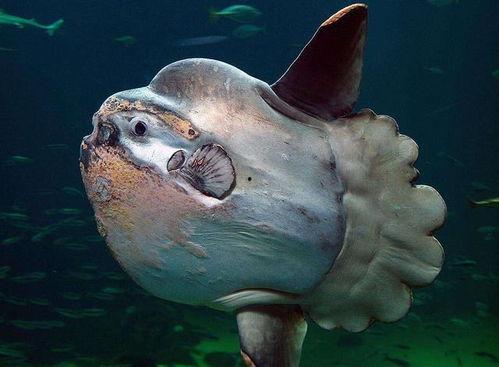 国产人工养殖翻车鱼视频,国产养殖技术的突破与创新