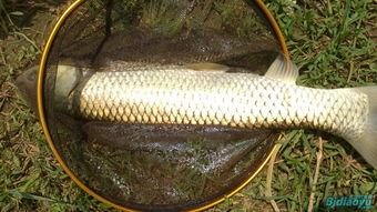 测评国产鱿鱼竿视频,性能卓越，性价比高