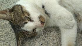 国产撸比视频,揭秘中国电竞产业的崛起之路