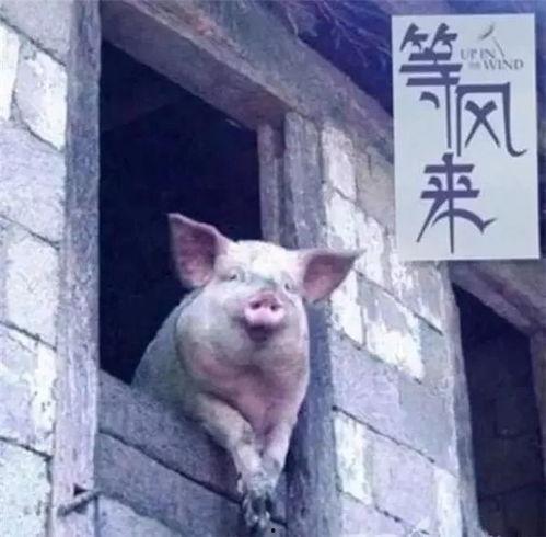 猪猪视频成年人黄国产,揭秘成年人世界的真实面貌