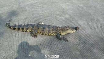 国产大鳄鱼视频大全,揭秘神秘生物的精彩瞬间