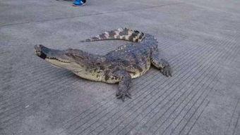 国产大鳄鱼视频大全,揭秘神秘生物的精彩瞬间