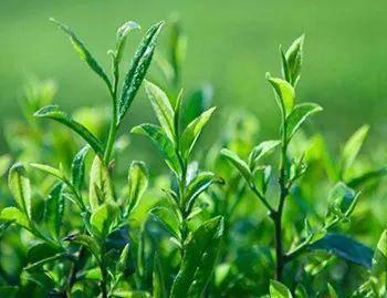 江西国产茶叶怎么种植视频,江西国产茶叶种植技术详解