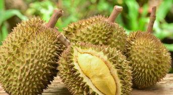 广西国产榴莲开果视频,开果视频揭秘甜蜜奥秘