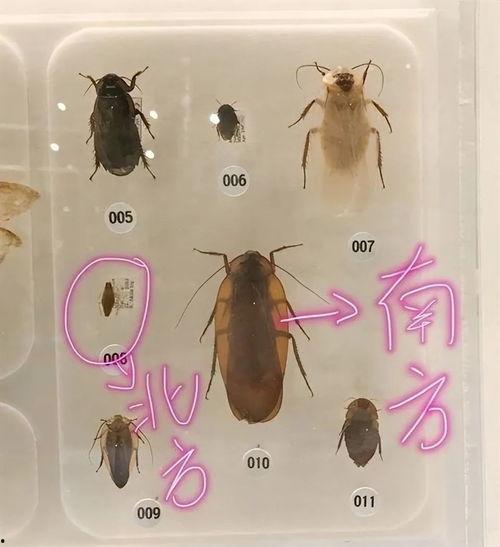 国产大蟑螂视频在线观看,惊悚刺激的在线观看体验