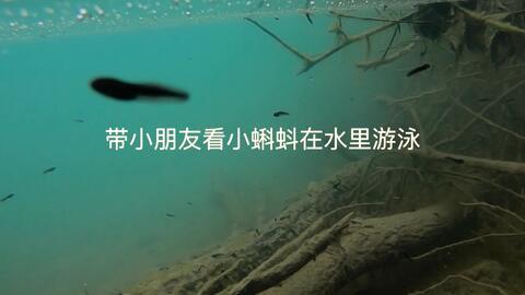 国产蝌蚪视频在线播放,畅享在线播放的视听盛宴