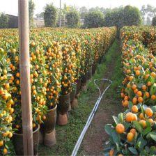 国产园艺剪枝视频,国产园艺剪枝视频教程解析