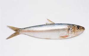 黄鱼视频国产在线欧美,国产在线欧美影视盛宴