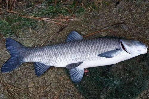 手机在线国产青鱼视频,国产青鱼视频带你领略水乡风情