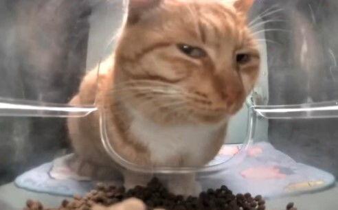 小猫看国产动画视频,小猫沉浸国产动画世界