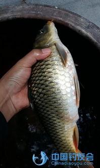 国产鱼视频,探寻中国水族文化的魅力与传承