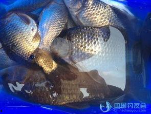 国产鱼视频,探寻中国水族文化的魅力与传承