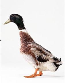 国产鸭子图片大全集视频,图片大全集视频赏析