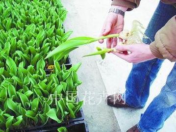 郁金香国产切花视频,视频带你领略国产花卉之美