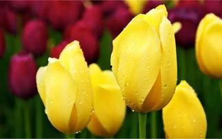 郁金香国产切花视频,视频带你领略国产花卉之美