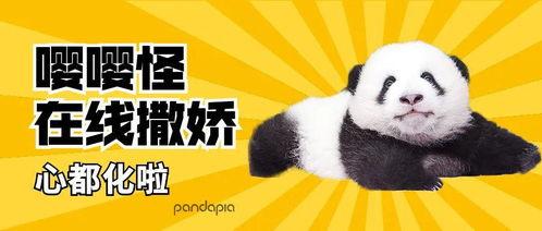 国产老弟六面兽视频,揭秘变形金刚中的国产传奇  第3张