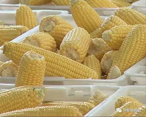 国产农产品视频大全  第2张