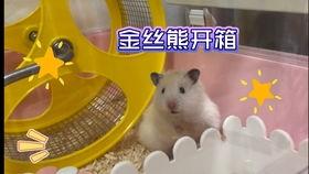 测评国产金丝熊粮的视频,品质与营养的完美结合  第1张
